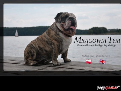 siteItem_details : Hodowla MrÄ…gowia - Buldog angielski